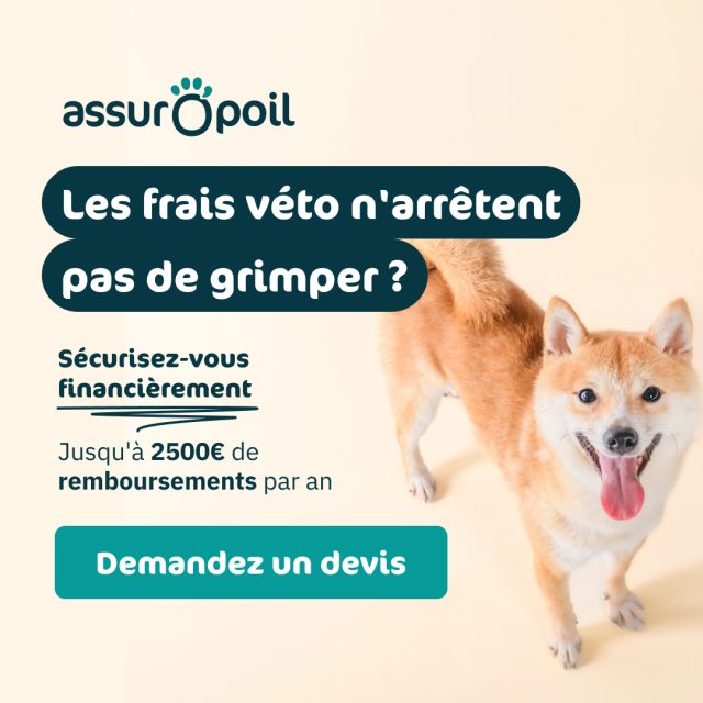 AssurOpoil : L’assurance santé animale qui protège votre compagnon à quatre pattes